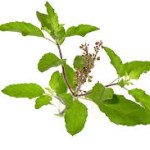 tulsi